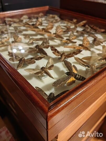 Коробка с бабочками семейства бражников