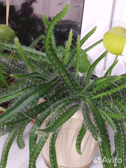 Питахайя драконий фрукт