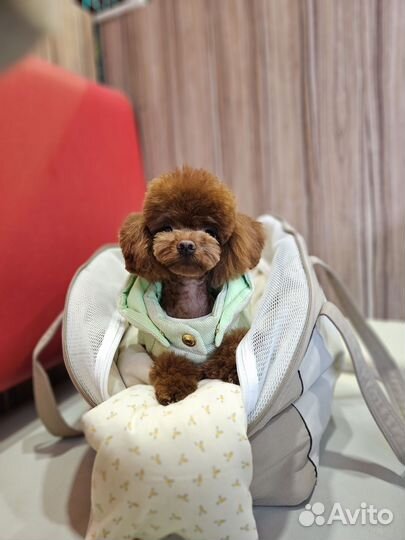 Тедди пудель