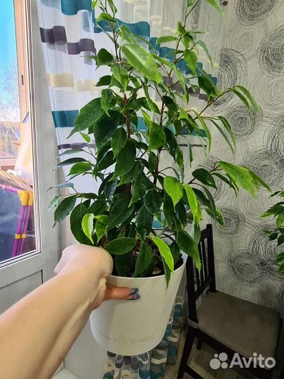 Фикус бенджамина 2 шт