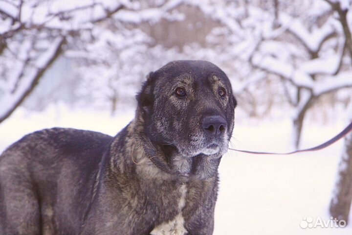 Гюль, метис алабая, 3 года