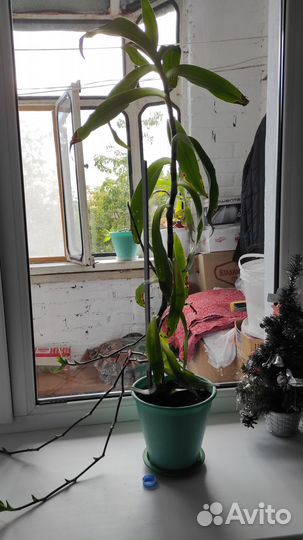 Растение золотой ус