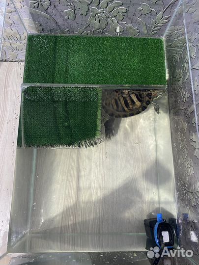 Черепаха с аквариумом