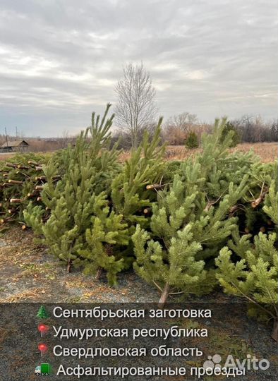 Елка сентябрьская новогодняя оптом