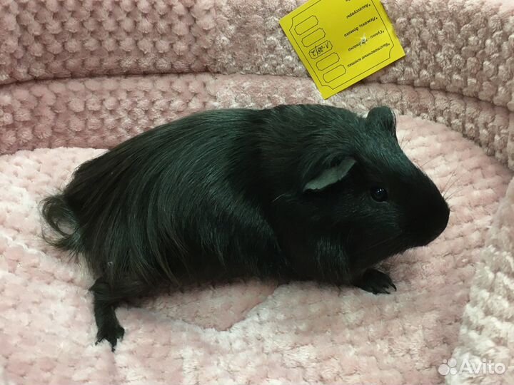 Моркие свинки