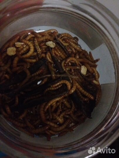 Мучной червь