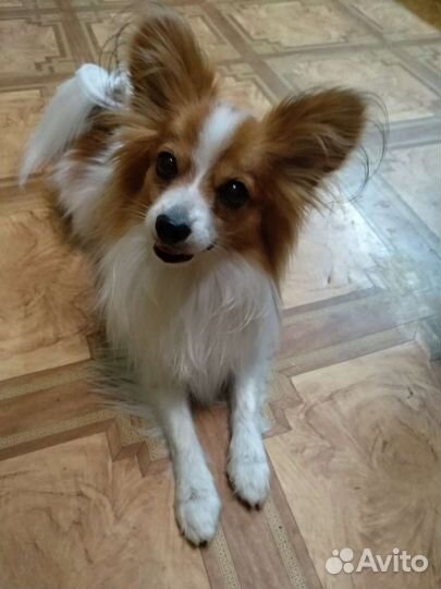 Вязка папийон