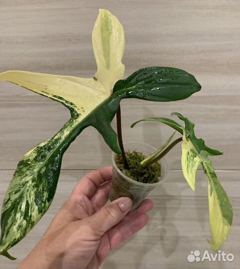 Филодендрон Маска (magic mask)