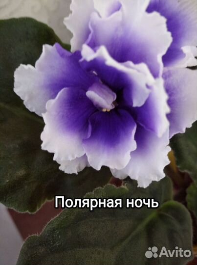 Детки сортовых фиалок