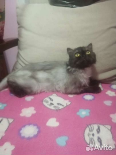 Кошечка в добрые руки