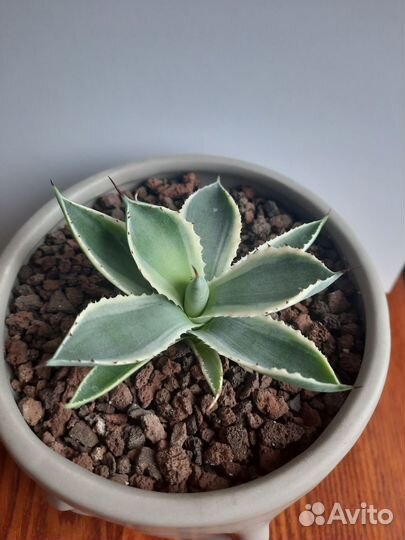 Агава Потаторум вариегатная