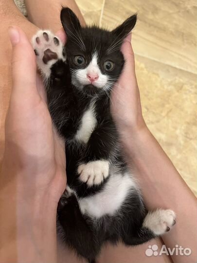 Котенок девочка Бэтмэн