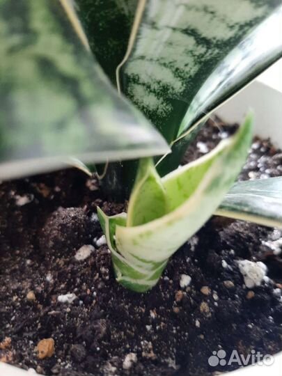 Сансевиерия ханни крем