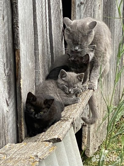 Котята в добрые руки