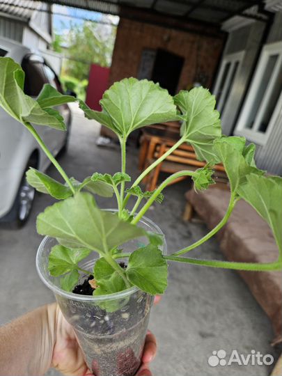 Пеларгония герань