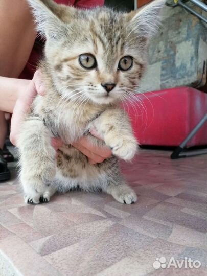 В добрые руки бесплатно