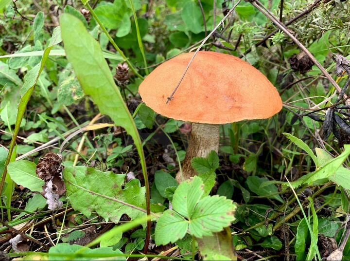 Участок 20 сот. (СНТ, ДНП)