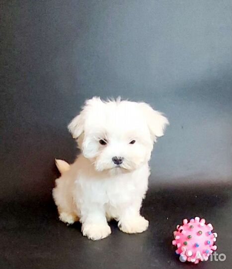 Мальтезе РКФ