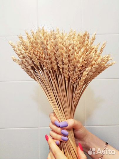 Колоски пшеницы