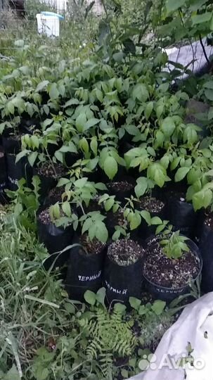 Черный, грецкий орехи, бархат, гинкго саженцы