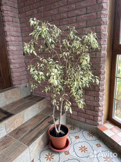 Фикус Амстел Квин Кинг Эластика Пассифлора Пальма