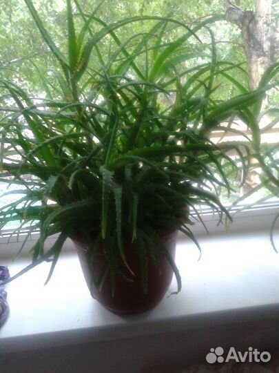 Алоэ древовидное