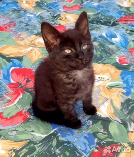 Ласковый котёнок девочка