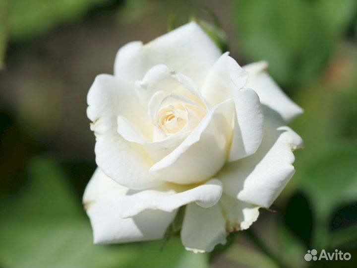 Саженцы роз Белый