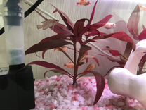Альтернатера красная аквариумное растение