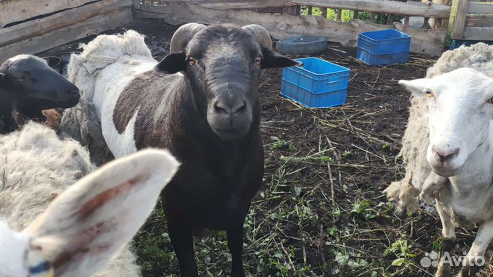 Бараны дорпер