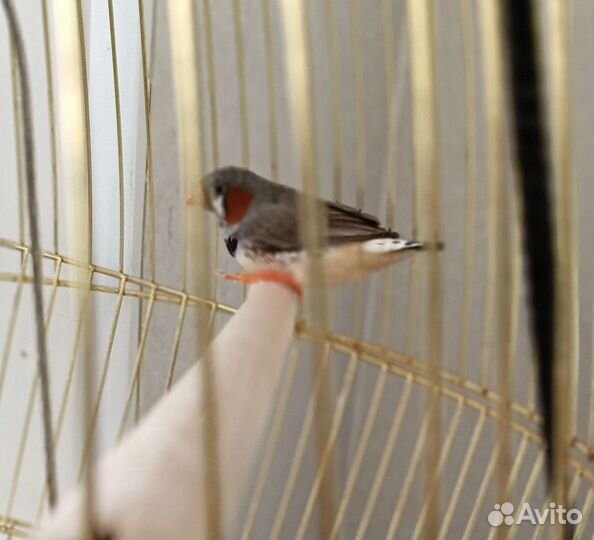Японские амадин с клеткой