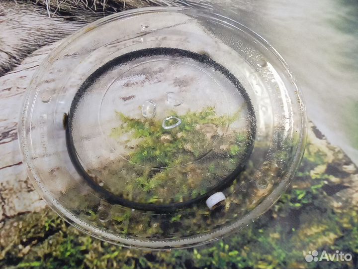 Тарелка для микроволновки