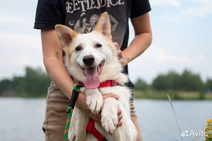 Собака в добрые руки