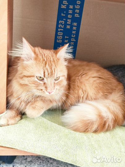 Рыжий кот