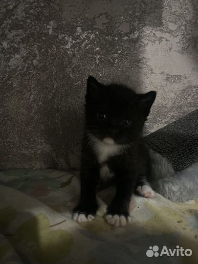 Милые котята