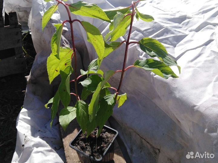 Гортензия метельчатая Самарская Лидия