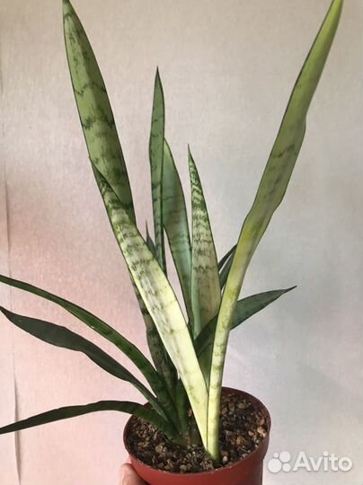 Сансевиерия Леди Голд