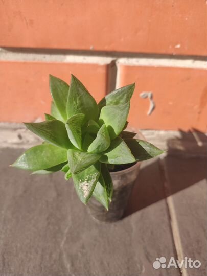 Зигокактус, сингониум, монстера, алоказия Комнат