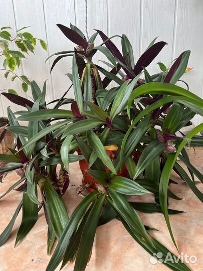 Рэо (Ладья Моисея)