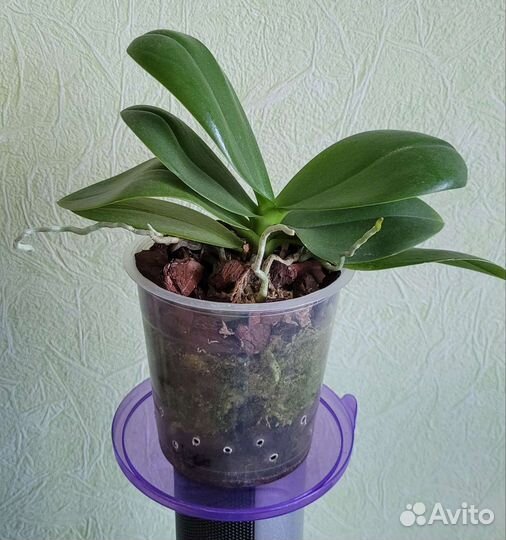 Орхидея фаленопсис мини