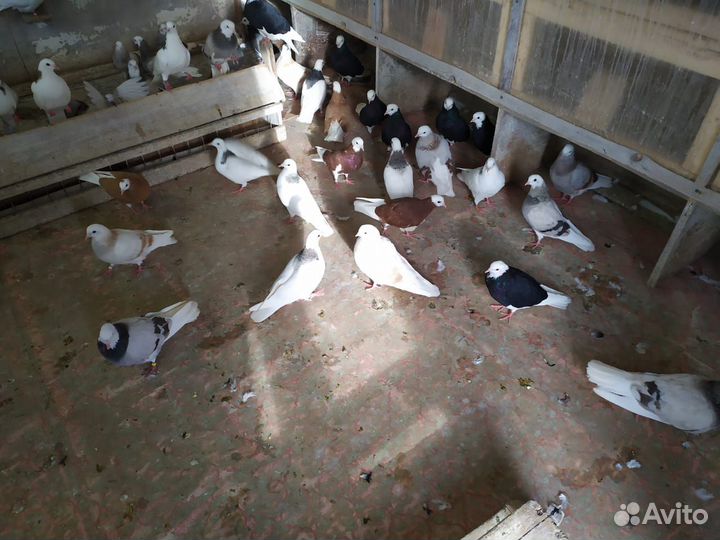 Пермские голуби