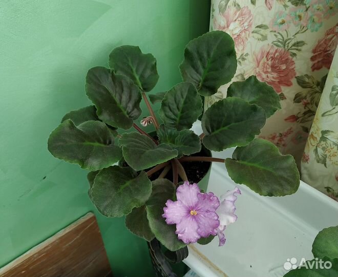 Фиалки и детки белая и фиолетовые