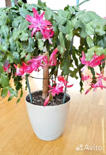 Декабрист на штамбе