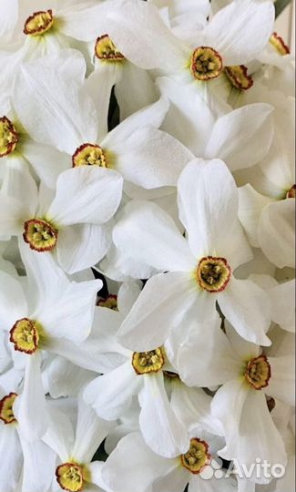 Луковицы нарциссов