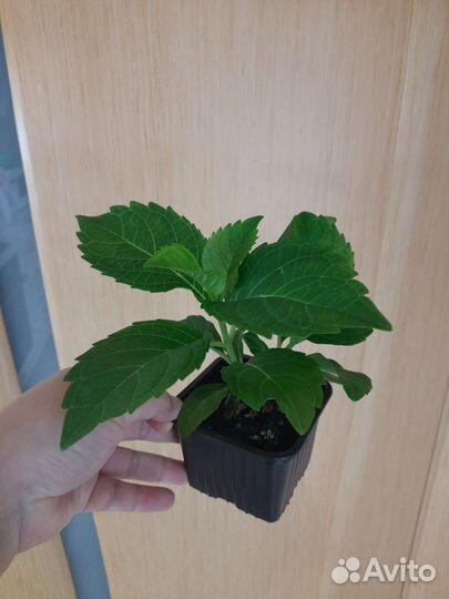 Гортензия крупнолистная Эрли Блю