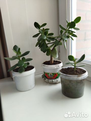 Денежное дерево