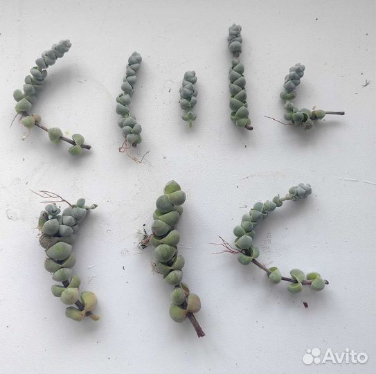 Редкие (и не очень) суккуленты - 2