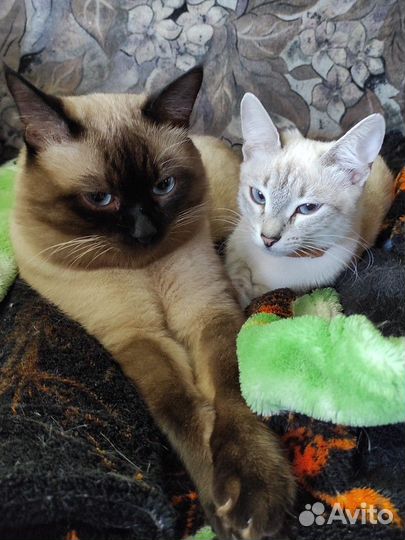 Тайские котята