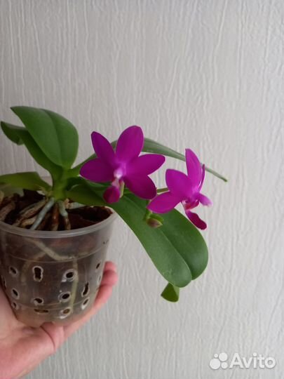 Орхидея фаленопсис