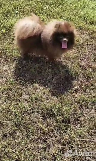 Шоколадный шпиц вязка